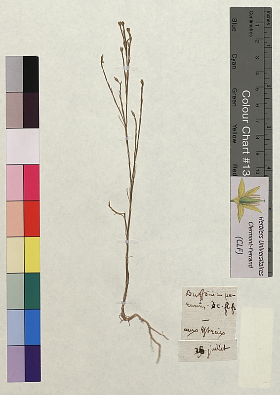 Bufonia perennis (Caryophyllaceae)