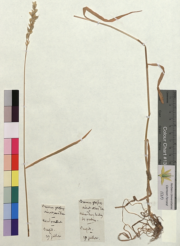 Bromus grossus (Poaceae)