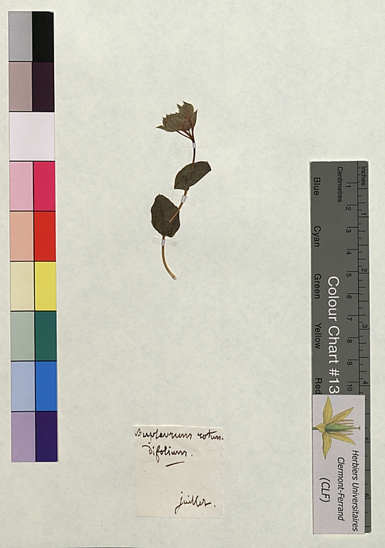 Bupleurum rotundifolium (Apiaceae)