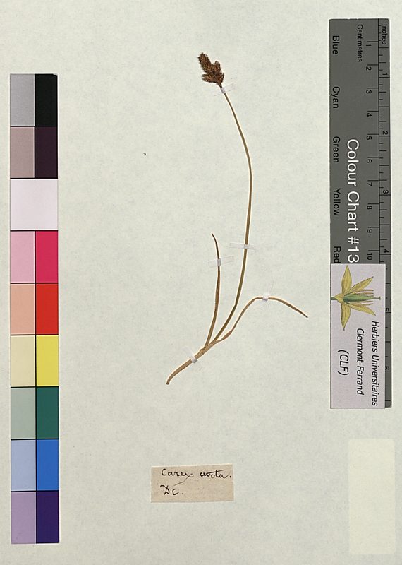 Carex curta (Cyperaceae)