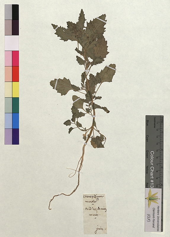 Chenopodium murale (Chenopodiaceae)
