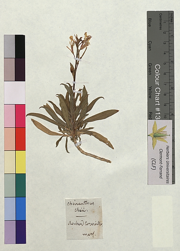Cheiranthus cheiri (Brassicaceae)