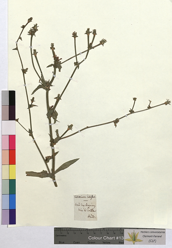 Cichorium intybus (Asteraceae)