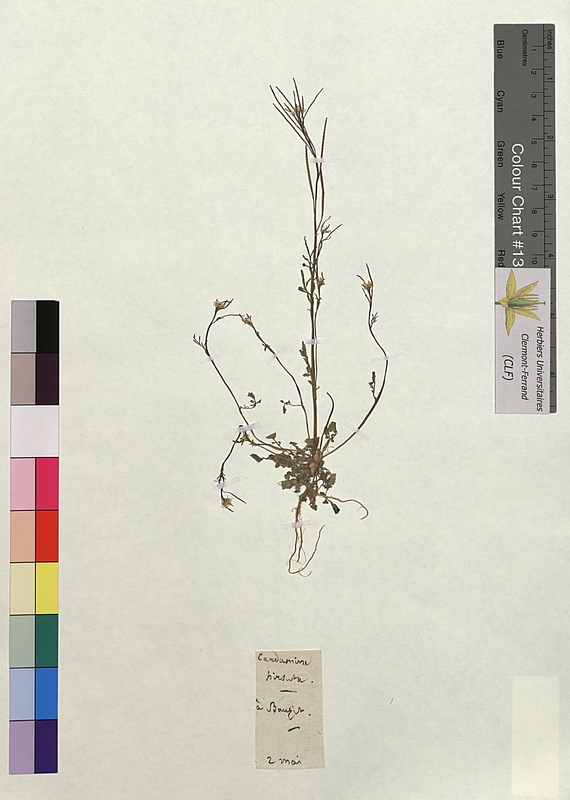 Cardamine hirsuta (Brassicaceae)