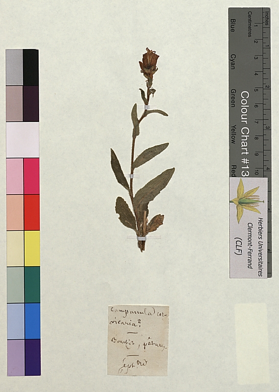 Campanula cervicaria (Campanulaceae)