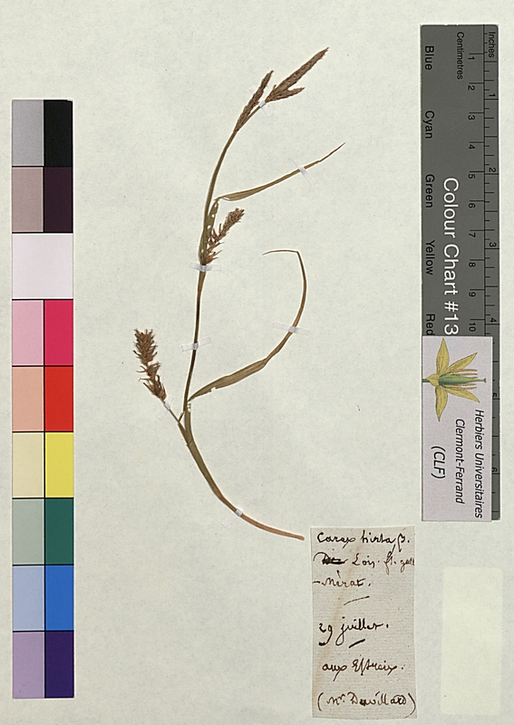 Carex hirta (Cyperaceae)