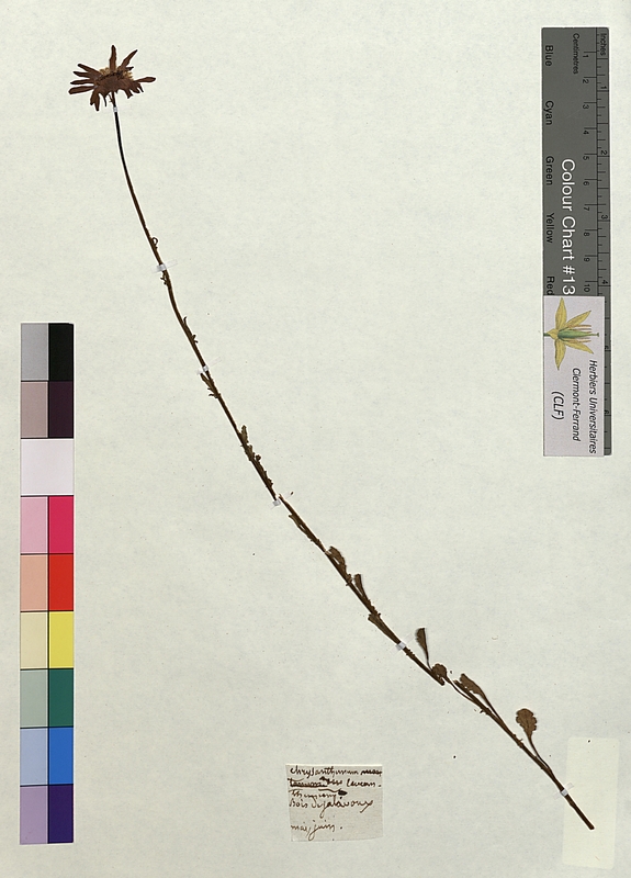 Chrysanthemum laevis (Asteraceae)