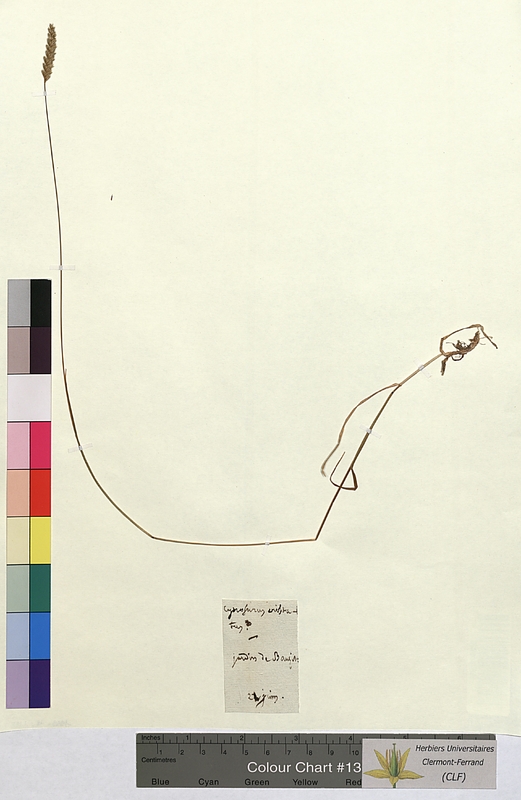 Cynosurus cristatus (Poaceae)