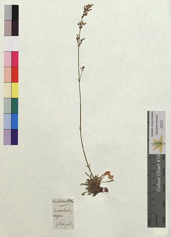 Cucubalus otites (Caryophyllaceae)