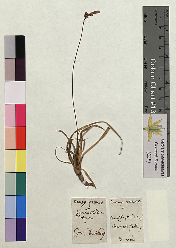 Carex praecox (Cyperaceae)