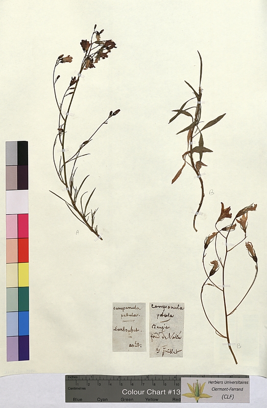 Campanula patula (Campanulaceae)