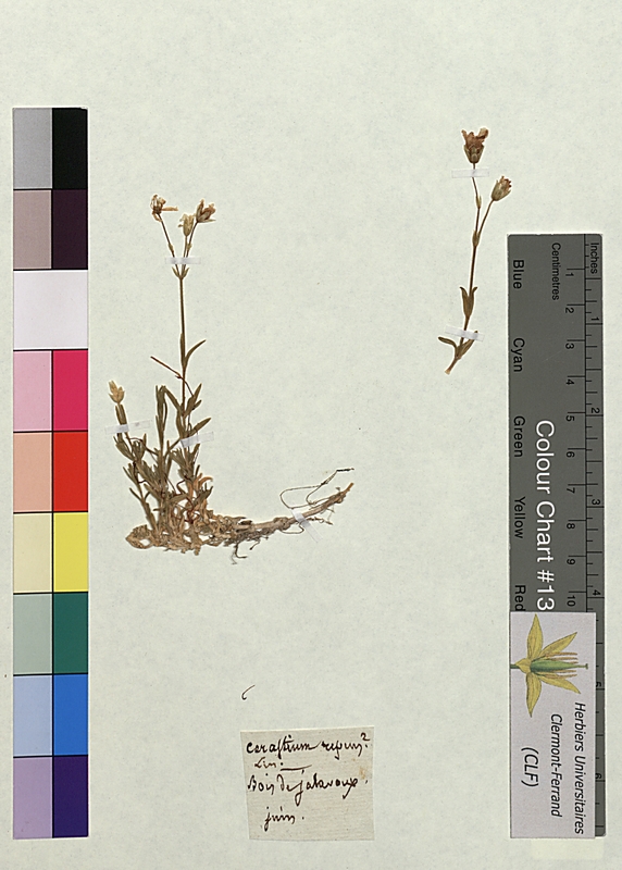 Cerastium arvense (Caryophyllaceae)