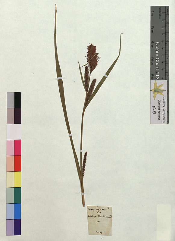 Carex riparia (Cyperaceae)