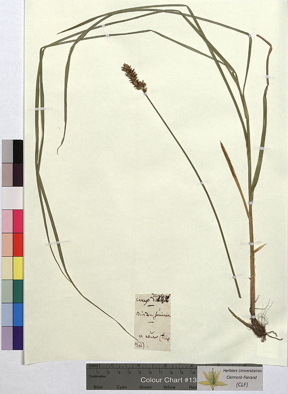 Carex divulsa (Cyperaceae)