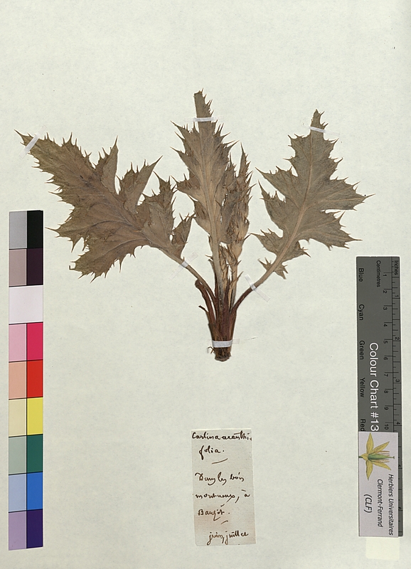 Carlina acanthifolia (Asteraceae)