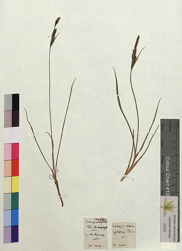 Carex cespitosa (Cyperaceae)