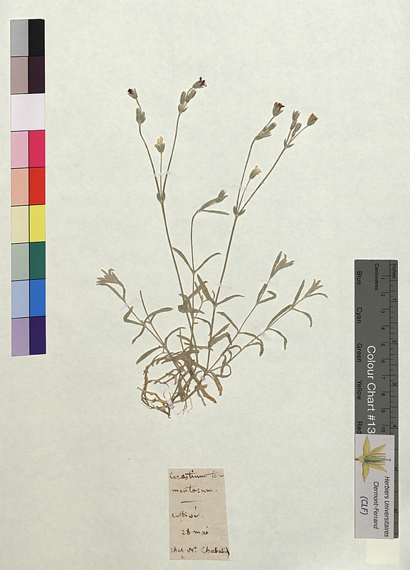 Cerastium tomentosum (Caryophyllaceae)