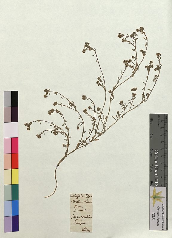 Corrigiola littoralis (Molluginaceae)