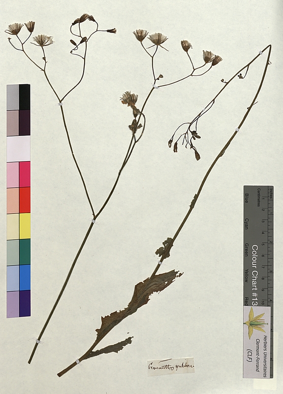 Prenanthes pulchra (Asteraceae)