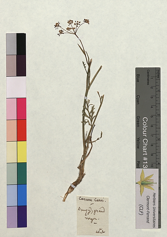 Carum carvi (Apiaceae)