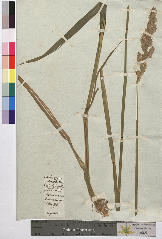 Calamagrostis colorata (Poaceae)