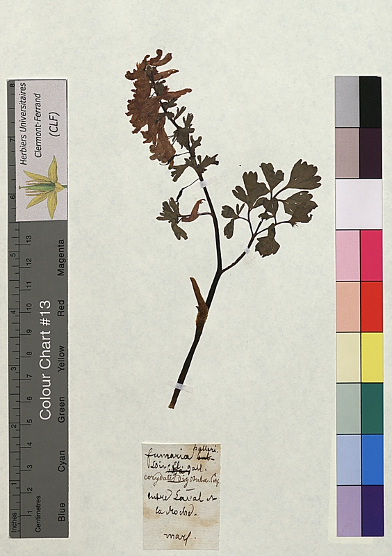 Fumaria halleri (Papaveraceae)