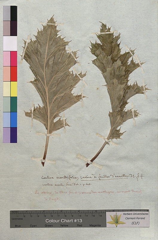 Carlina acanthifolia (Asteraceae)