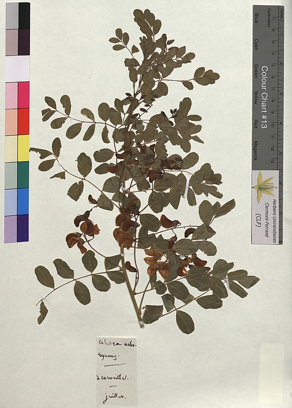 Colutea arborescens (Fabaceae)