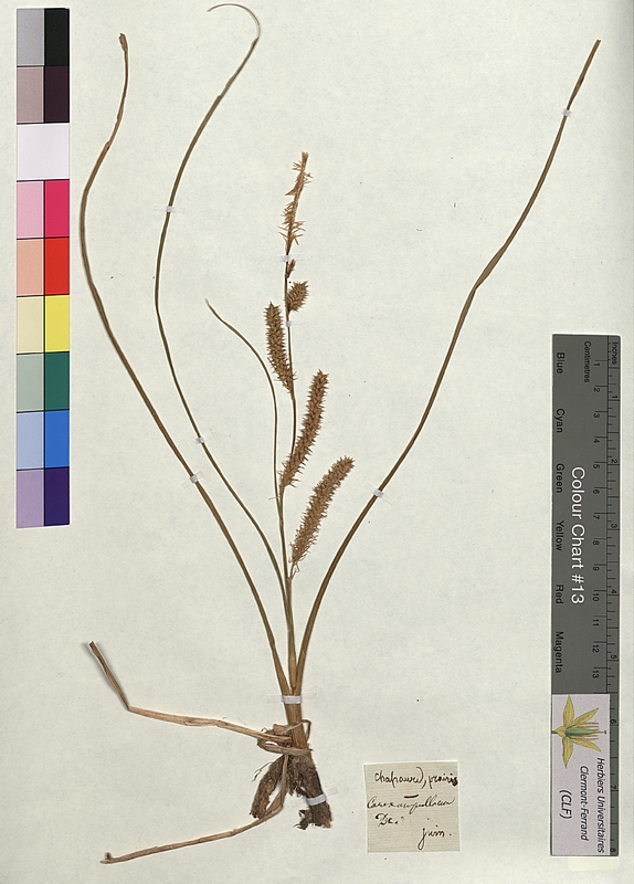 Carex ampullacea (Cyperaceae)