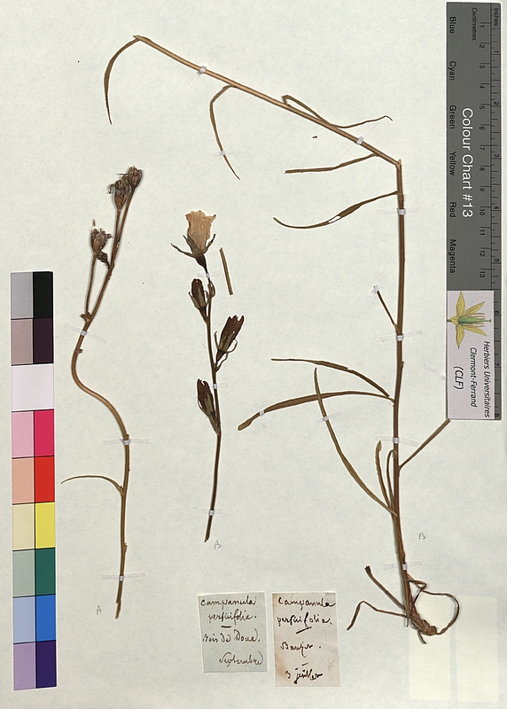 Campanula persicifolia (Campanulaceae)