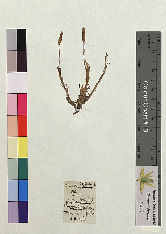 Dianthus deltoides (Caryophyllaceae)