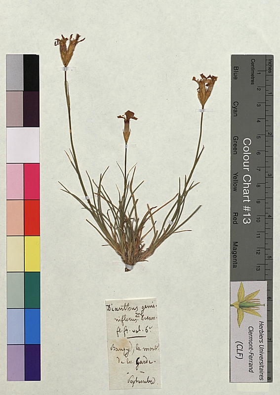 Dianthus geminiflorus (Caryophyllaceae)