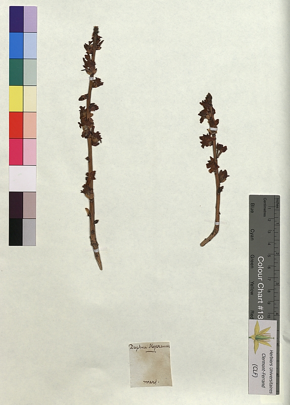 Daphne mezereum (Thymelaeaceae)