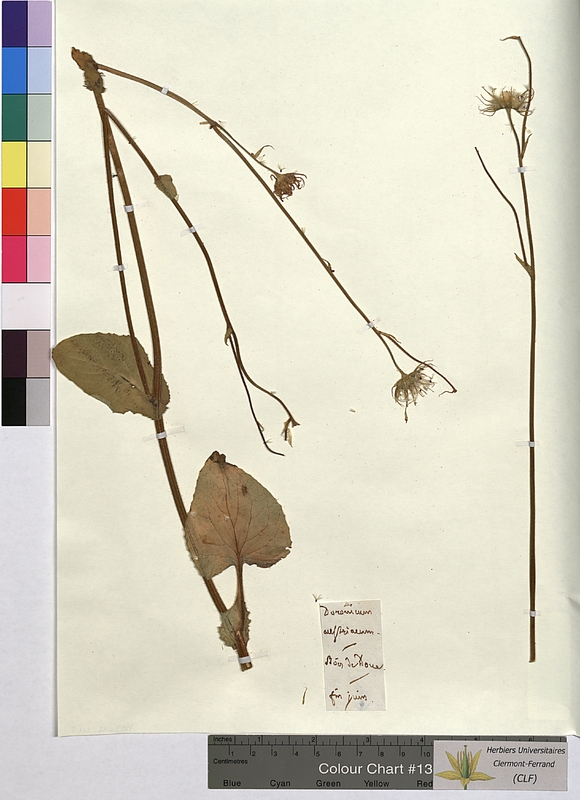 Doronicum austriacum (Asteraceae)