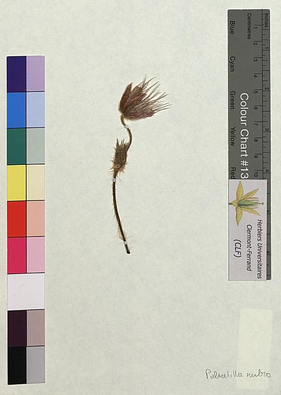 Pulsatilla rubra (Renonculaceae)