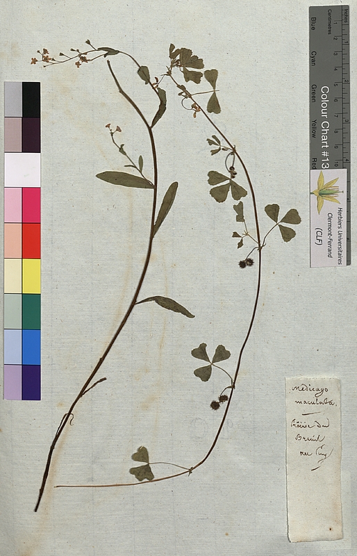 Medicago maculata (Fabaceae)