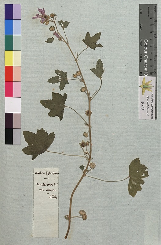 Malva sylvestris (Malvaceae)