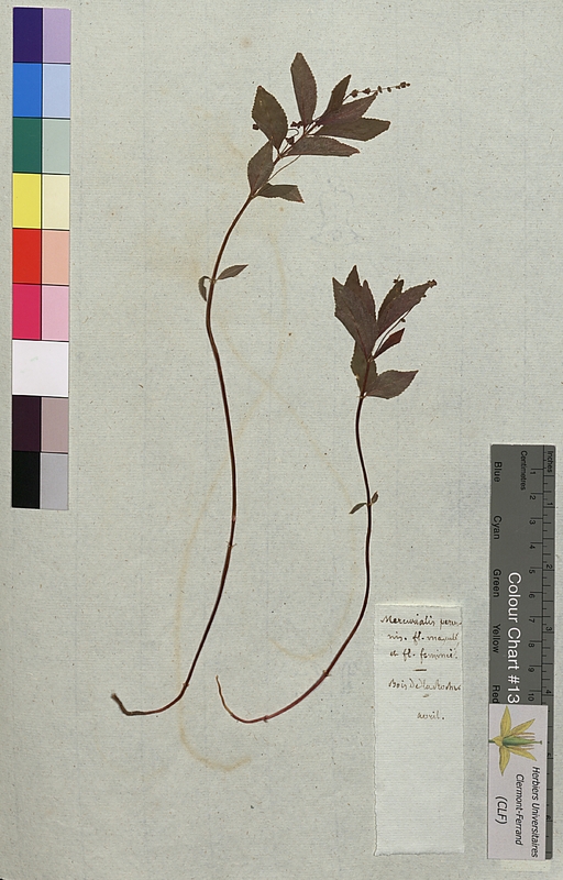 Mercurialis perennis (Euphorbiaceae)