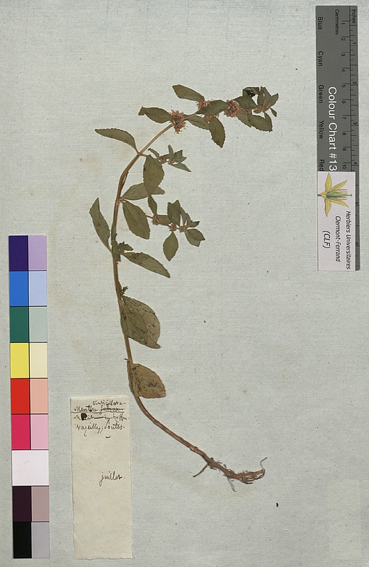 Mentha verticillata (Lamiaceae)