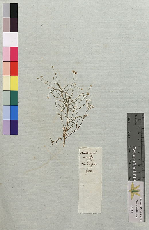 Moehringia muscosa (Caryophyllaceae)
