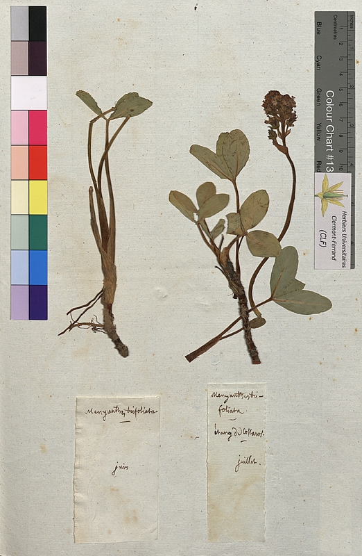 Menyanthes trifoliata (Menyanthaceae)