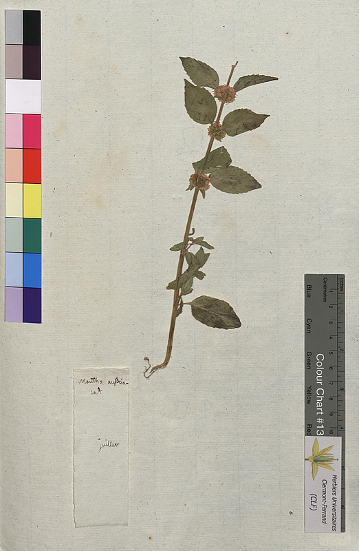 Mentha austriaca (Lamiaceae)