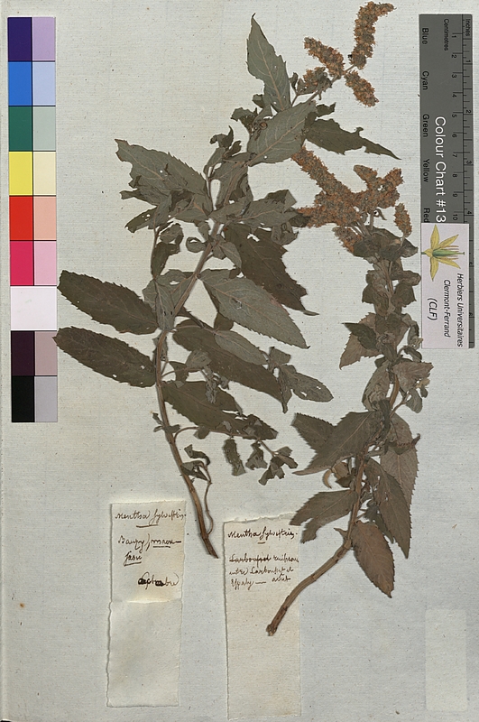 Mentha sylvestris (Lamiaceae)