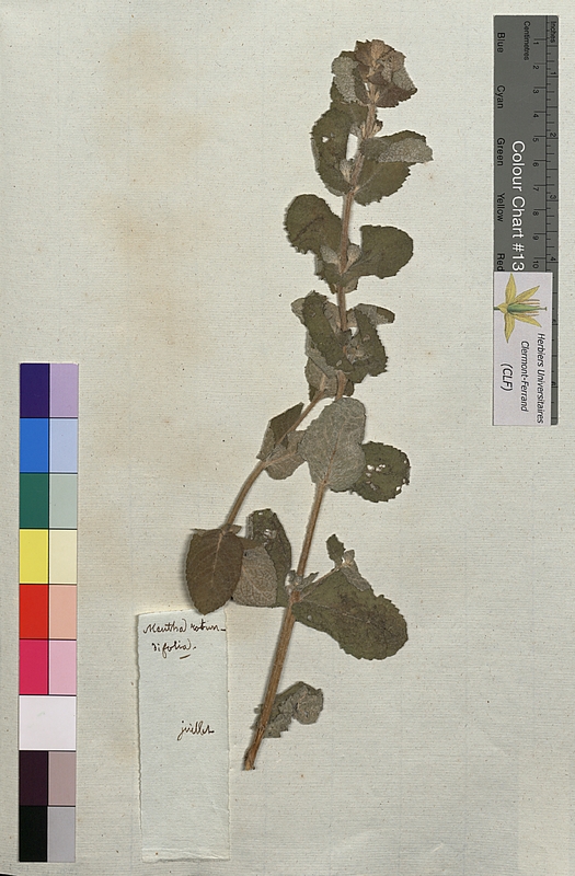 Mentha rotundifolia (Lamiaceae)