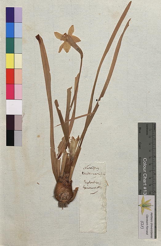 Narcissus pseudonarcissus (Amaryllidaceae)