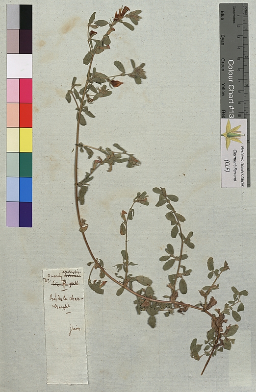 Ononis arvensis (Fabaceae)