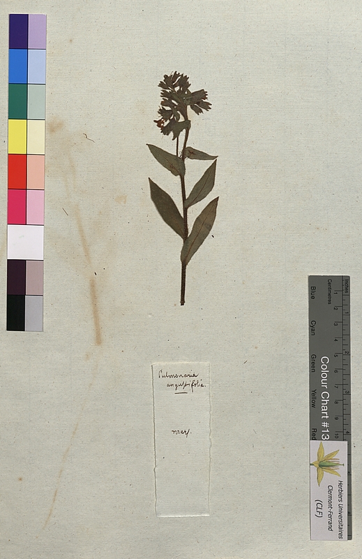 Pulmonaria angustifolia (Boraginaceae)