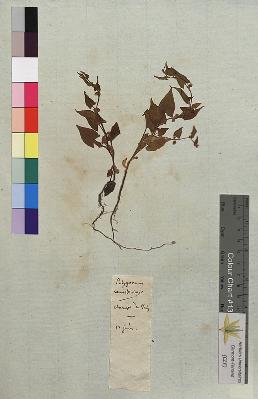 Polygonum convolvulus (Polygonaceae)