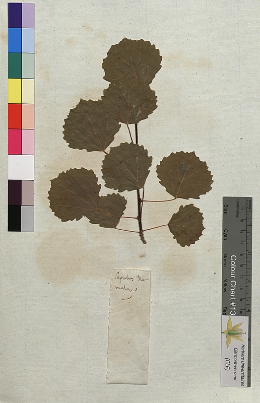 Populus tremula (Salicaceae)