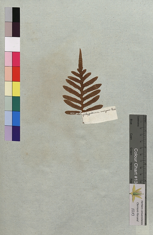 Polypodium vulgare (Polypodiaceae)